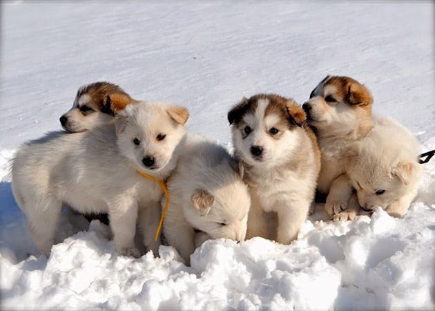 Ảnh đàn chó con Alaska đang chơi đùa dưới tuyết.