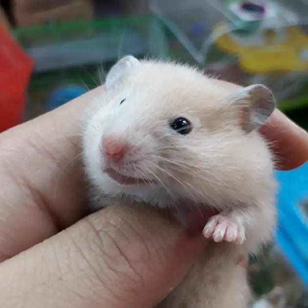 Bộ ảnh đáng yêu của chuột hamster khiến người xem không thể rời mắt.