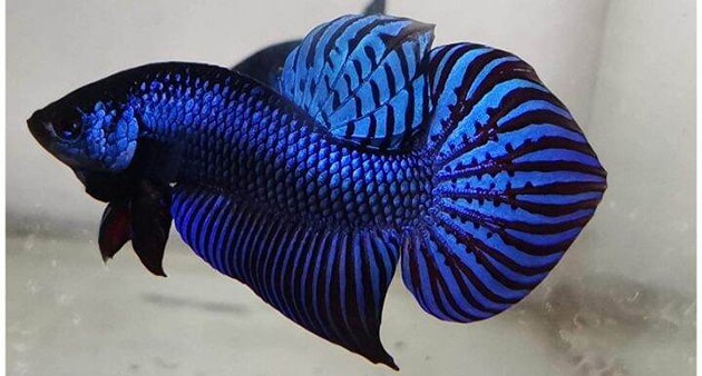 Ảnh cá betta xanh dương đẹp đẳng cấp.