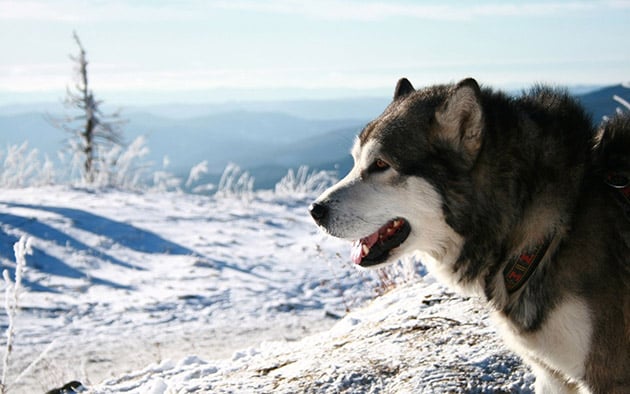Chó Alaska là dòng chó vốn được dùng để kéo xe tuyết.