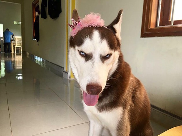 Hình ảnh chó Husky ngáo mặt dâm ô đê tiện.