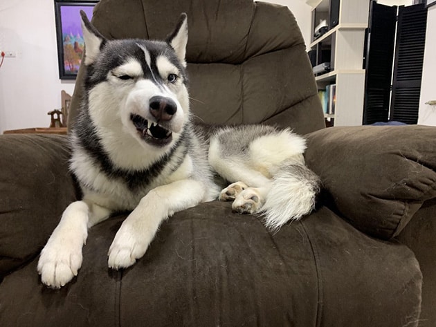 Hình chó Husky nhe răng không biết nên sợ hay nên cười.