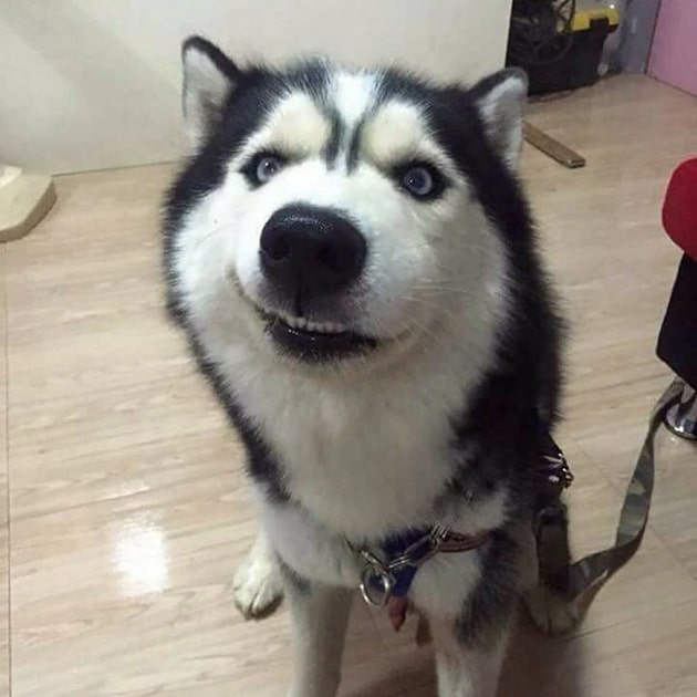 Hình ảnh chó husky ngáo