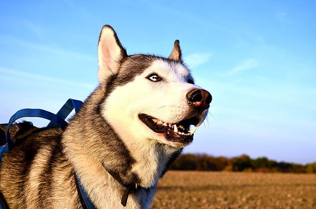 Ảnh chó husky hài