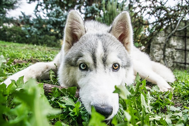 Hình ảnh chú chó Husky ngáo nằm ngoan ngoãn.