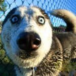 Top 101+ Hình Ảnh Chó Husky Ngáo Cute, Đẹp, Hài Hước