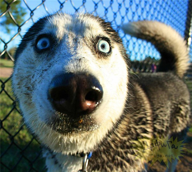 Chó Husky: Tìm hiểu đặc điểm, tính cách, giá chó Husky thuần chủng -  Thudaumot