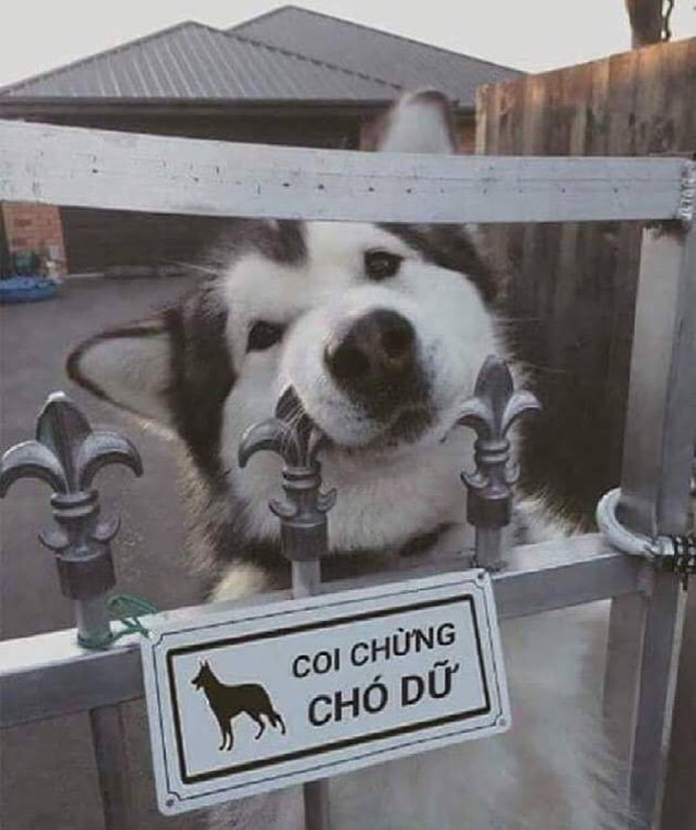 Hình Husky canh nhà nhìn mặt thôi đã thấy uy tín.