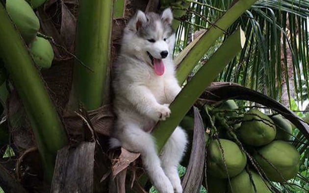 Ảnh Husky ngáo ngồi trên cây dừa.