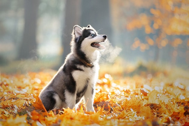 Hình chó husky con nhìn bầu trời.