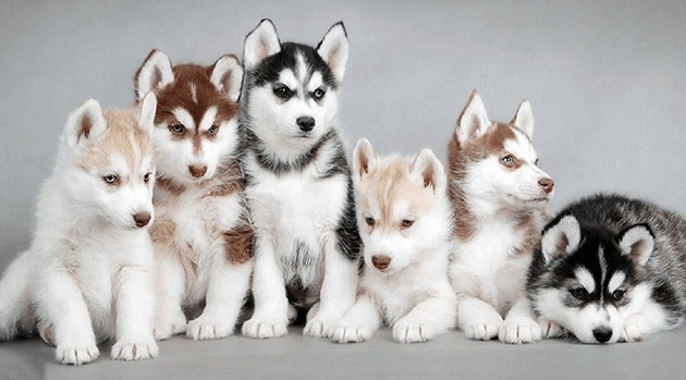Hình ảnh đàn chó con Husky siêu cute dễ thương.