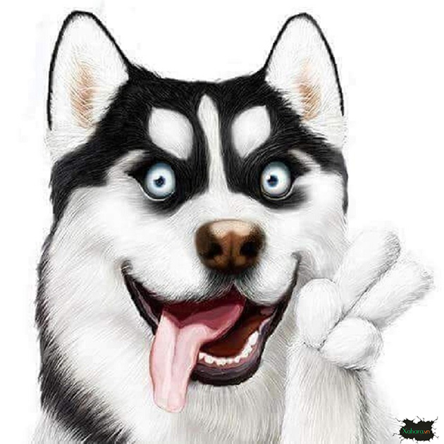 Hình nền chó Husky lè lưỡi giơ chân chào mọi người.