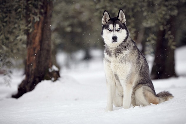 hình ảnh chó husky ngầu dưới trời tuyết trắng xóa.