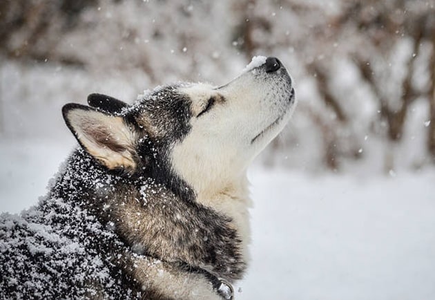 Hình nền chó ngáo đang tận hưởng trời tuyết.