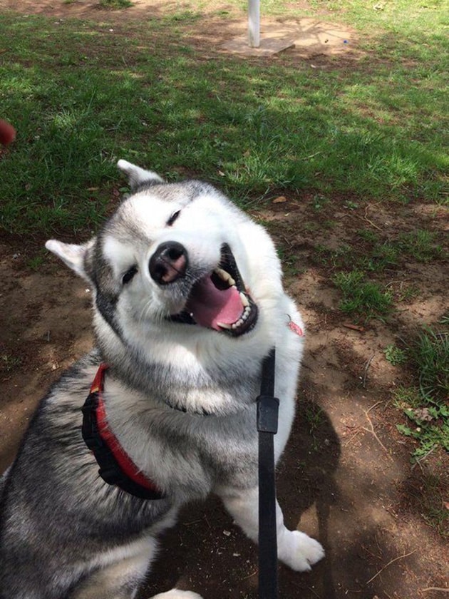 Ảnh chó husky ngáo cười ngẩn ngơ.