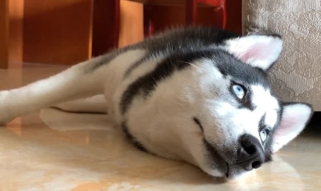 Ảnh chó husky ngáo ngóng đợi chủ đáng yêu.