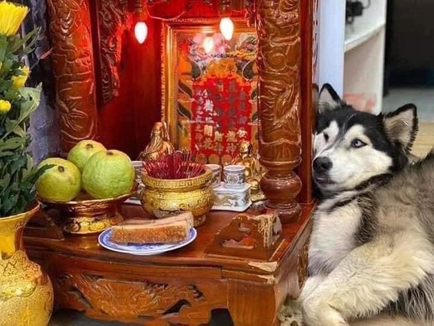 Ảnh chó Husky ngáo nằm nhìn miếng thịt trên bàn thờ ông thần tài.