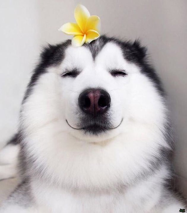 Ảnh chú chó Husky cười dễ thương khi được cài hoa trên đầu.