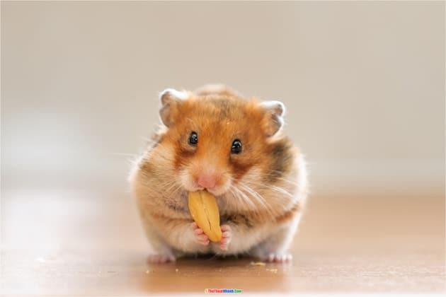 Hình ảnh chuột Hamster dễ thương, cute, đẹp nhất