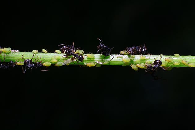 Hình ảnh con kiến đang hút mật từ lũ rệp sáp.