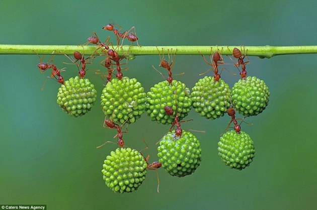 Hình ảnh thể hiện sức mạnh của loài kiến.