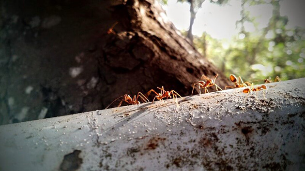 Hình ảnh đàn kiến vàng chụp macro.
