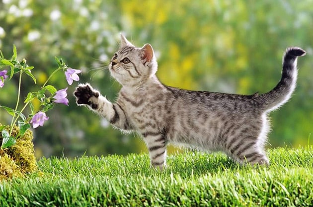 Ảnh con mèo dễ thương nghịch hoa.
