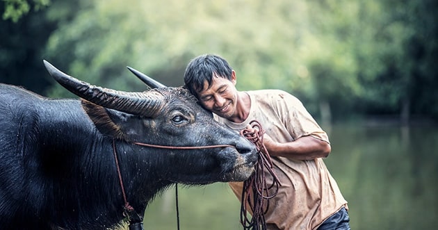 Ảnh con trâu và bác nông dân gắn bó với nhau.