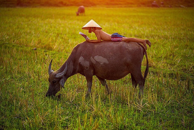 Ảnh con trâu ăn cỏ trong lúc cõng cậu bé chăn trâu.