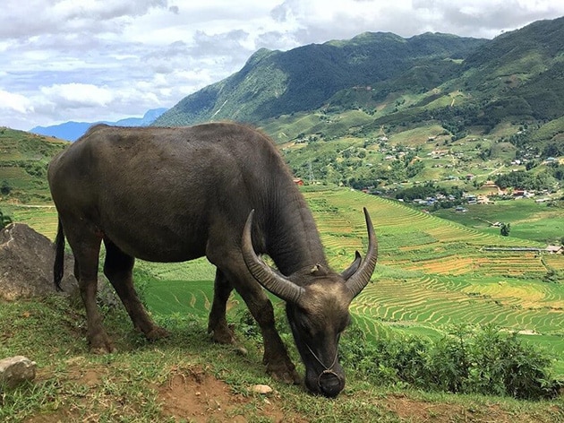 Hình con trâu đang tập trung ăn cỏ.