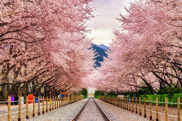 Con đường mùa xuân hoa nở hồng một góc trời