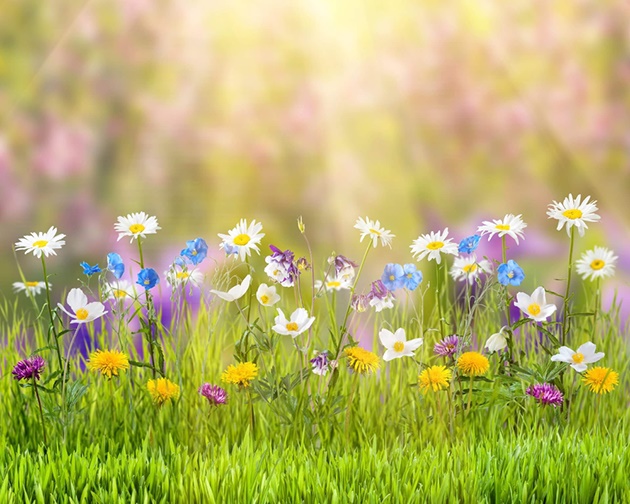 Những hình ảnh mùa xuân thiên nhiên đẹp nhất