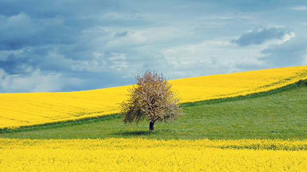 Hình ảnh thiên nhiên mùa xuân trên cánh đồng hoa vàng bát ngát.