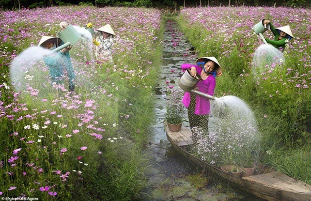 Ảnh các cô nông dân đang chăm sóc vườn hoa xuân của mình.