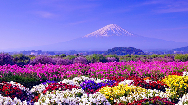 Hình ảnh cánh đồng hoa thiên nhiên mùa xuân.