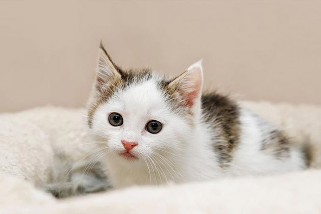 114 hình ảnh mèo con cute - ngộ nghĩnh, dễ thương nhất
