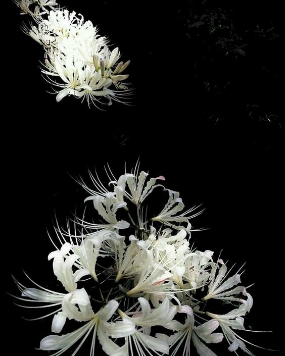 Ảnh nền hoa bỉ ngạn trắng dưới nền đen thể hiện sự tinh khiết trong sáng.