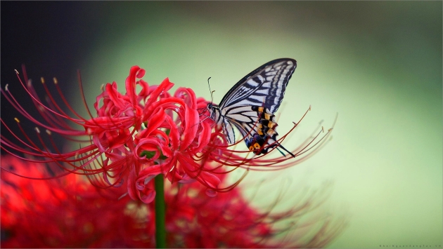 Ảnh nền hoa bỉ ngạn lặng lẽ bên chú bướm đang chăm chỉ hút mật.