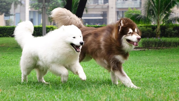 Hình những chú chó Alaska giàu năng lượng cho một ngày mới tích cực.