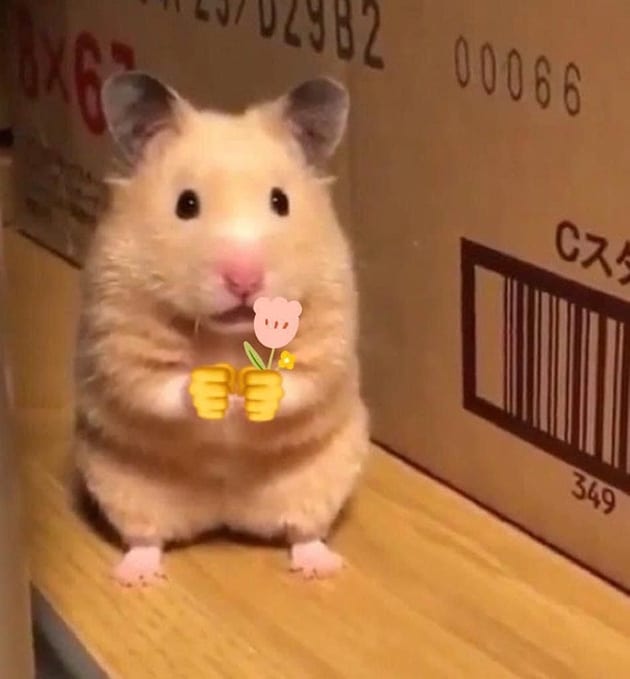 Meme hamster cầm cành hoa siêu đáng yêu.