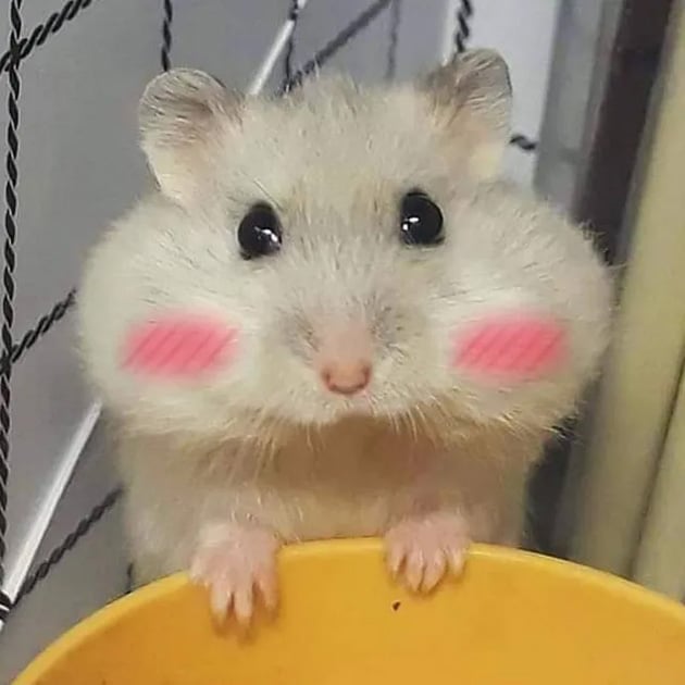 Tổng hợp meme chuột Hamster hài hước, cute, đáng yêu