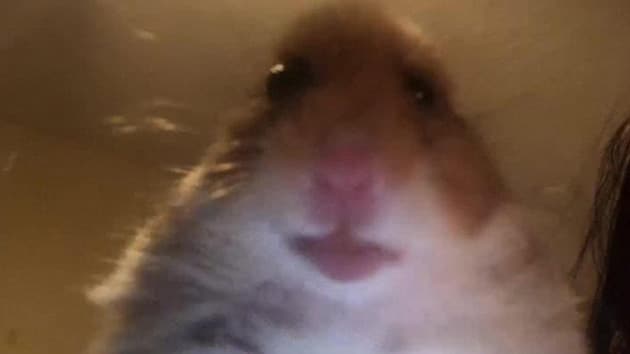 Chuột hamster meme nhìn vào ống kính với gương mặt ngộ nghĩnh.