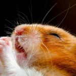 Bộ Sưu Tập 30+ Ảnh Meme Chuột Hamster Cute Hài Hước