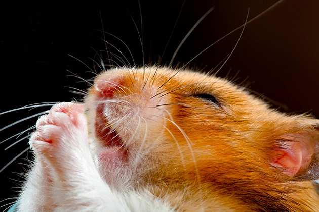 Bộ Sưu Tập 30+ Ảnh Meme Chuột Hamster Cute Hài Hước
