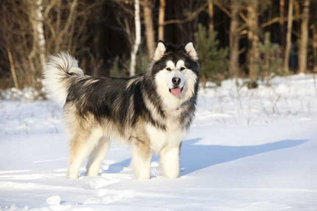  Tổng hợp hình ảnh đáng yêu của chó alaska