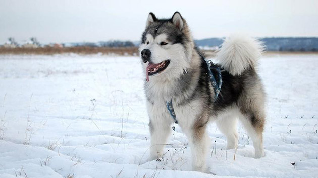 Hình nền Nền Con Chó Husky Trong Tuyết đang Tập Trung Nền, Hình ảnh Chó  Husky Alaska, Chú Chó, Khàn Khàn Background Vector để tải xuống miễn phí -  Pngtree
