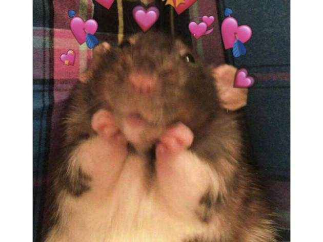 Ảnh meme chuột Hamster thể hiện tình yêu cực cute.