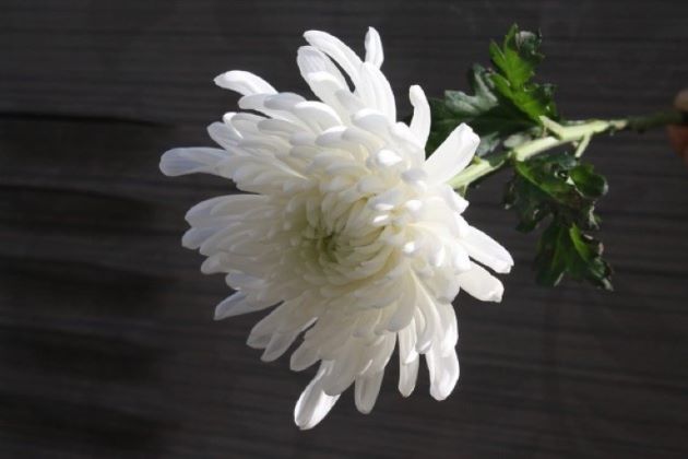 56+ ảnh hoa sen trắng làm hình đại điện (avatar) nhà có tang | Hoa sen,  Hoa, Tang lễ