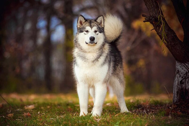 Chó Alaska là dòng chó thân thiện với con người.
