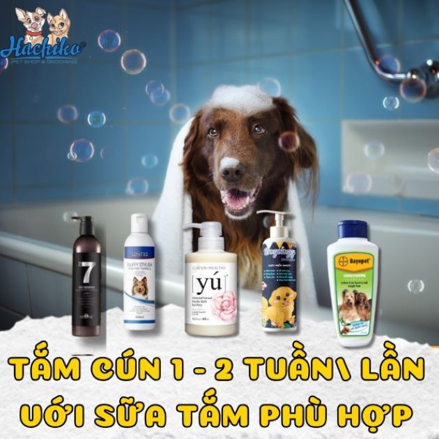 Dịch vụ tắm chó mèo TPHCM